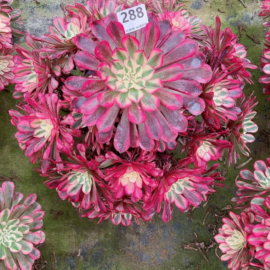 无花朵秋**拂多肉植物红同白288寄养