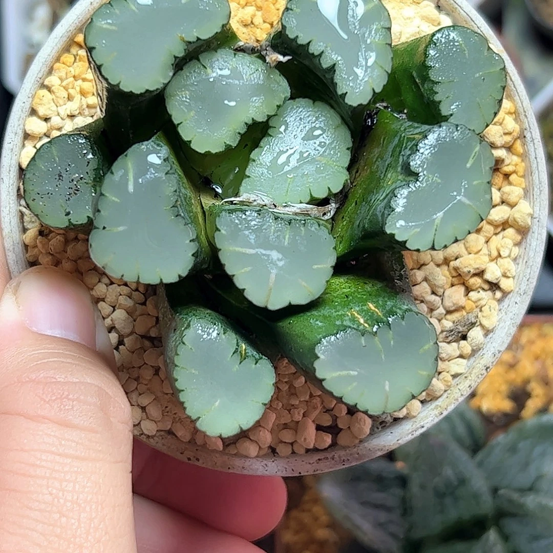 天照母本十二卷多肉植物