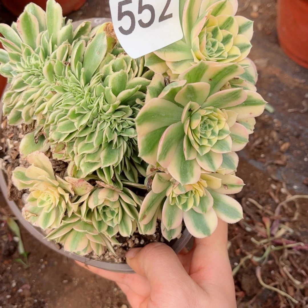 多肉植物552碧玉