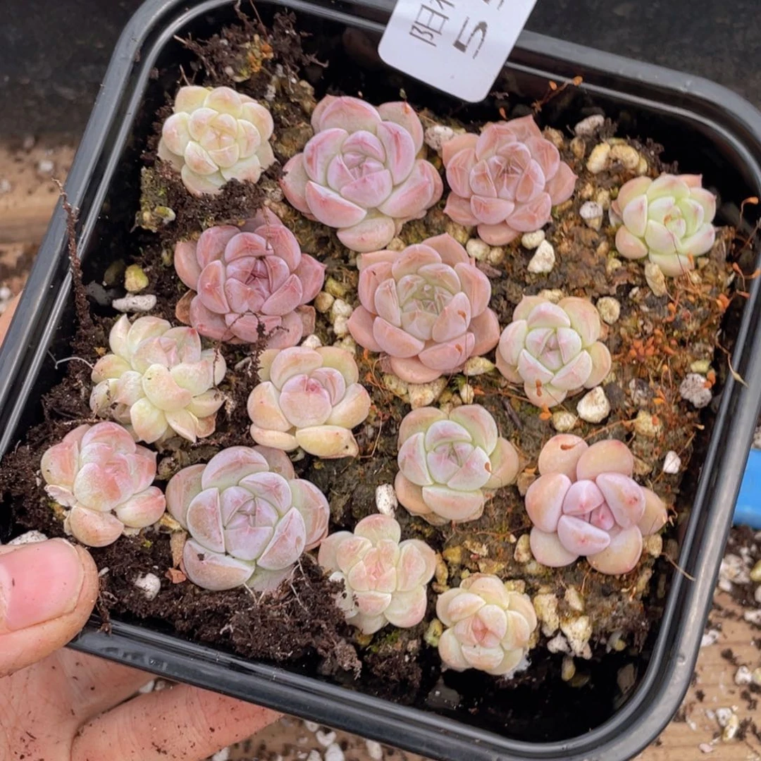 多肉植物多肉植物554