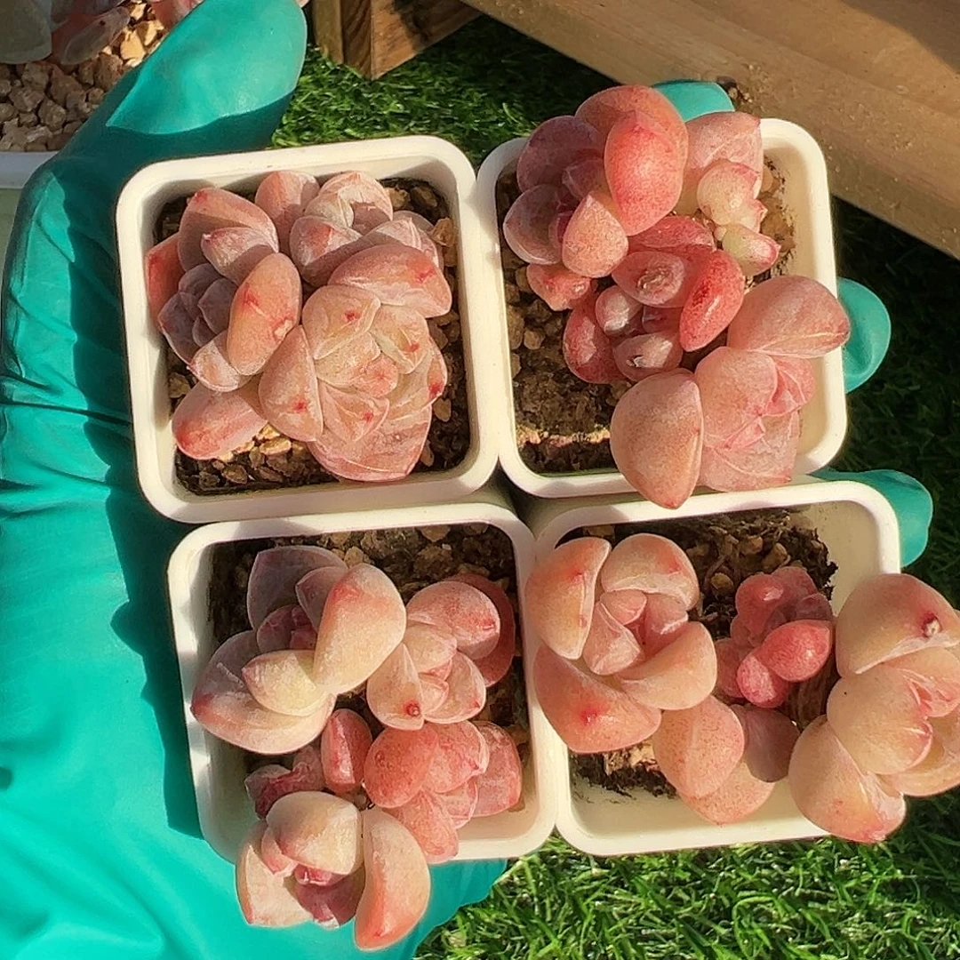 财**多肉xhghggvghggfgghvggggg