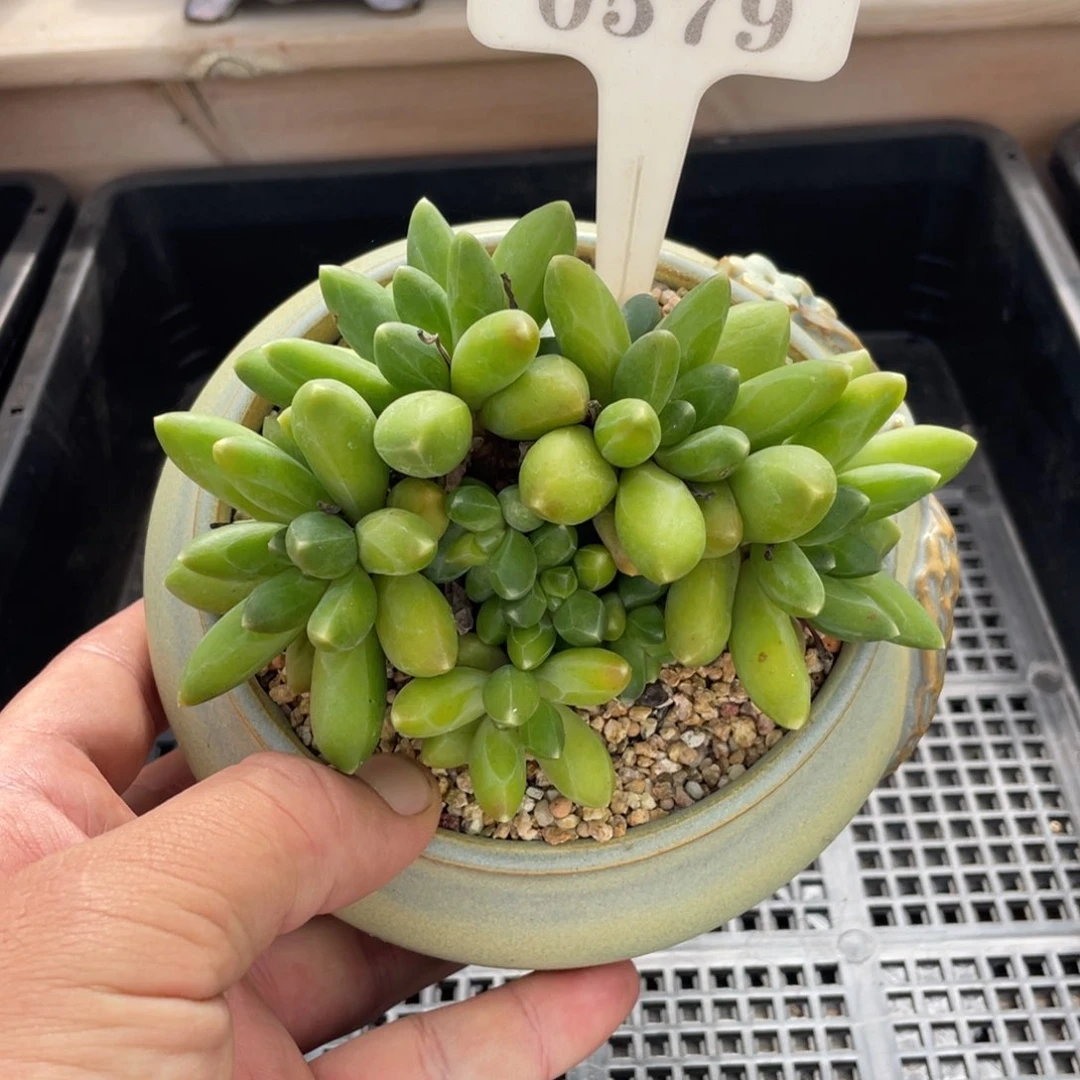 0579千代田不带盆11厘米