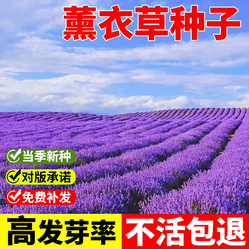 四季种易活薰衣草种子庭院阳台盆栽室内普罗旺斯花籽蚊虫香草种孑