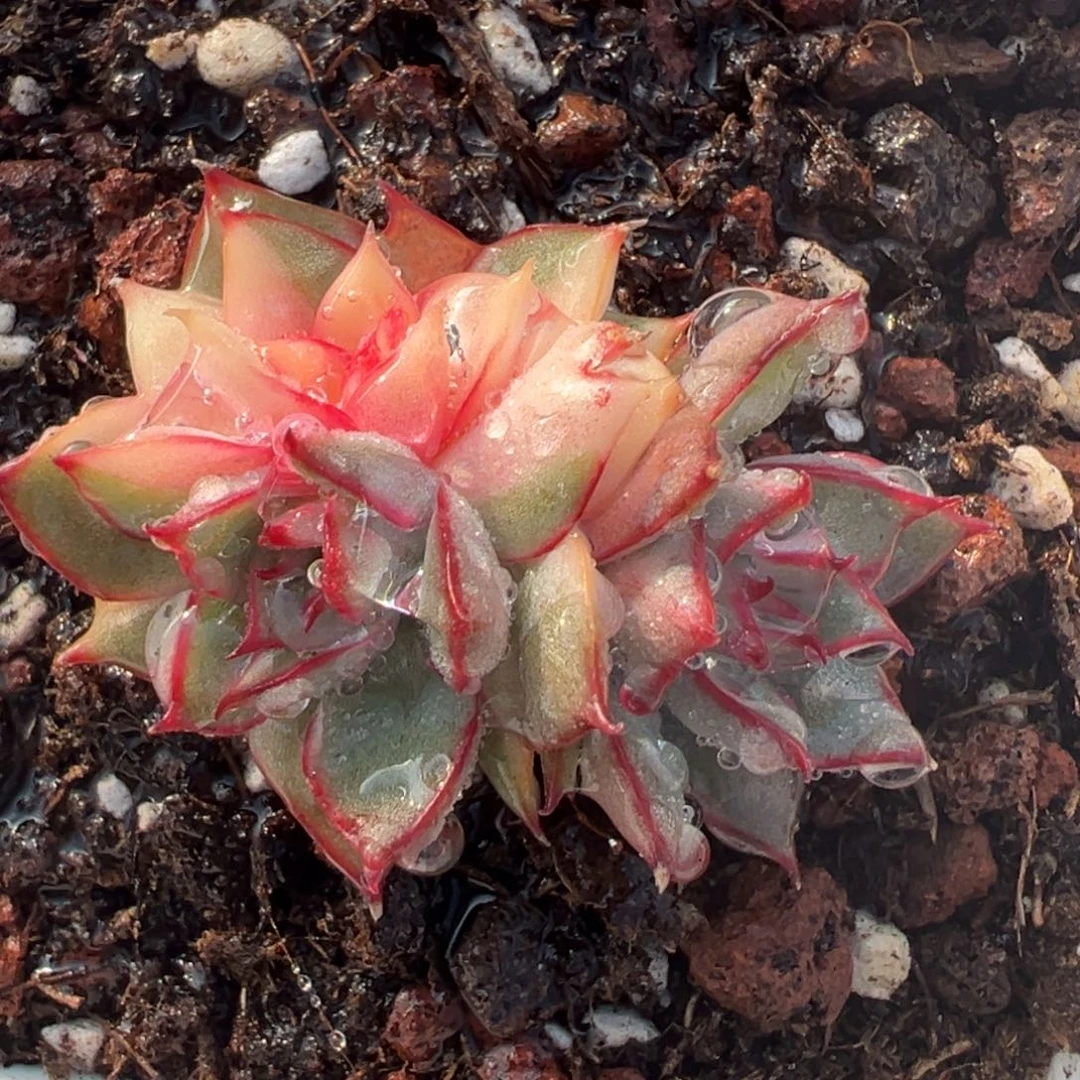 宝莲灯锦，小群生多肉