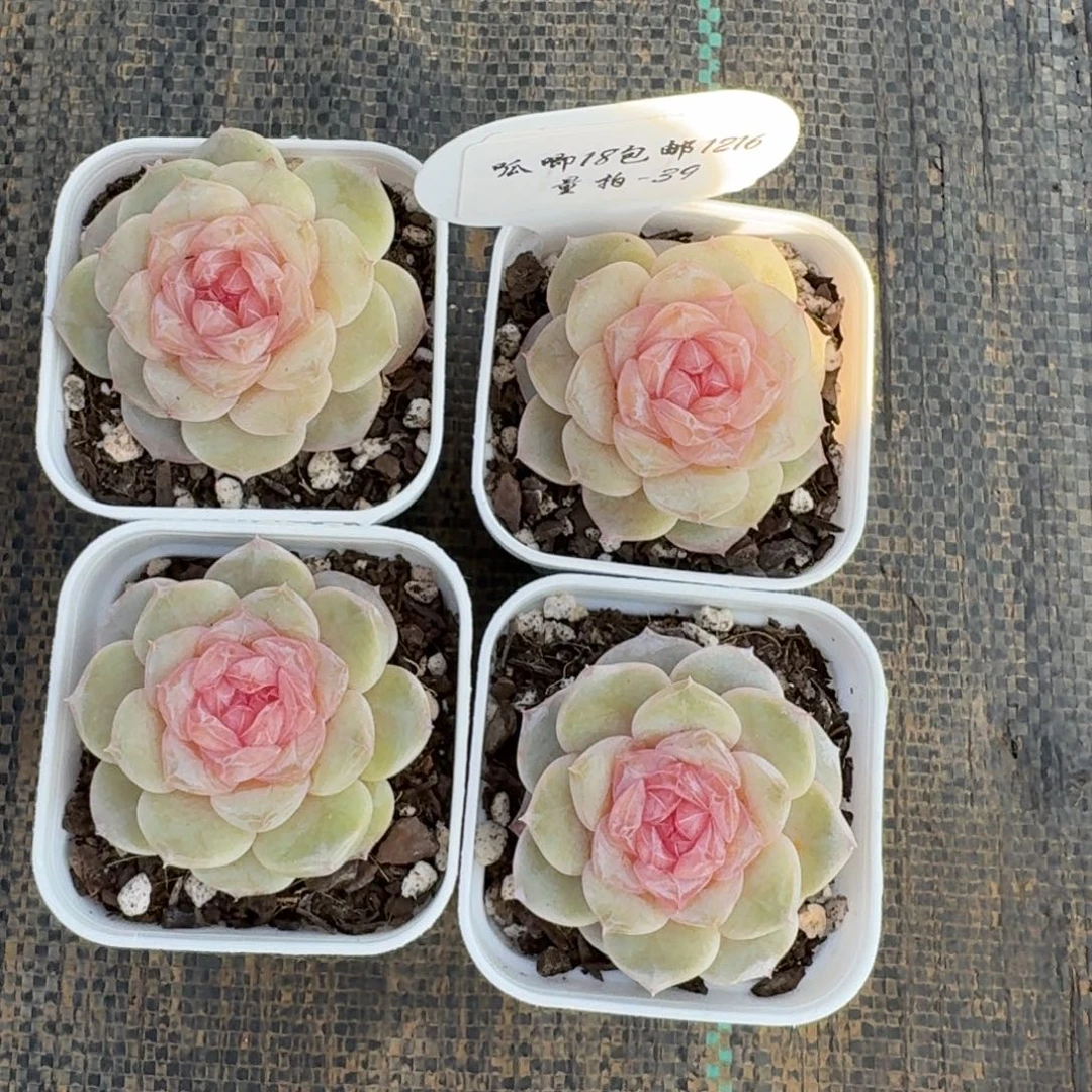 1216-039-齐妃一颗量拍