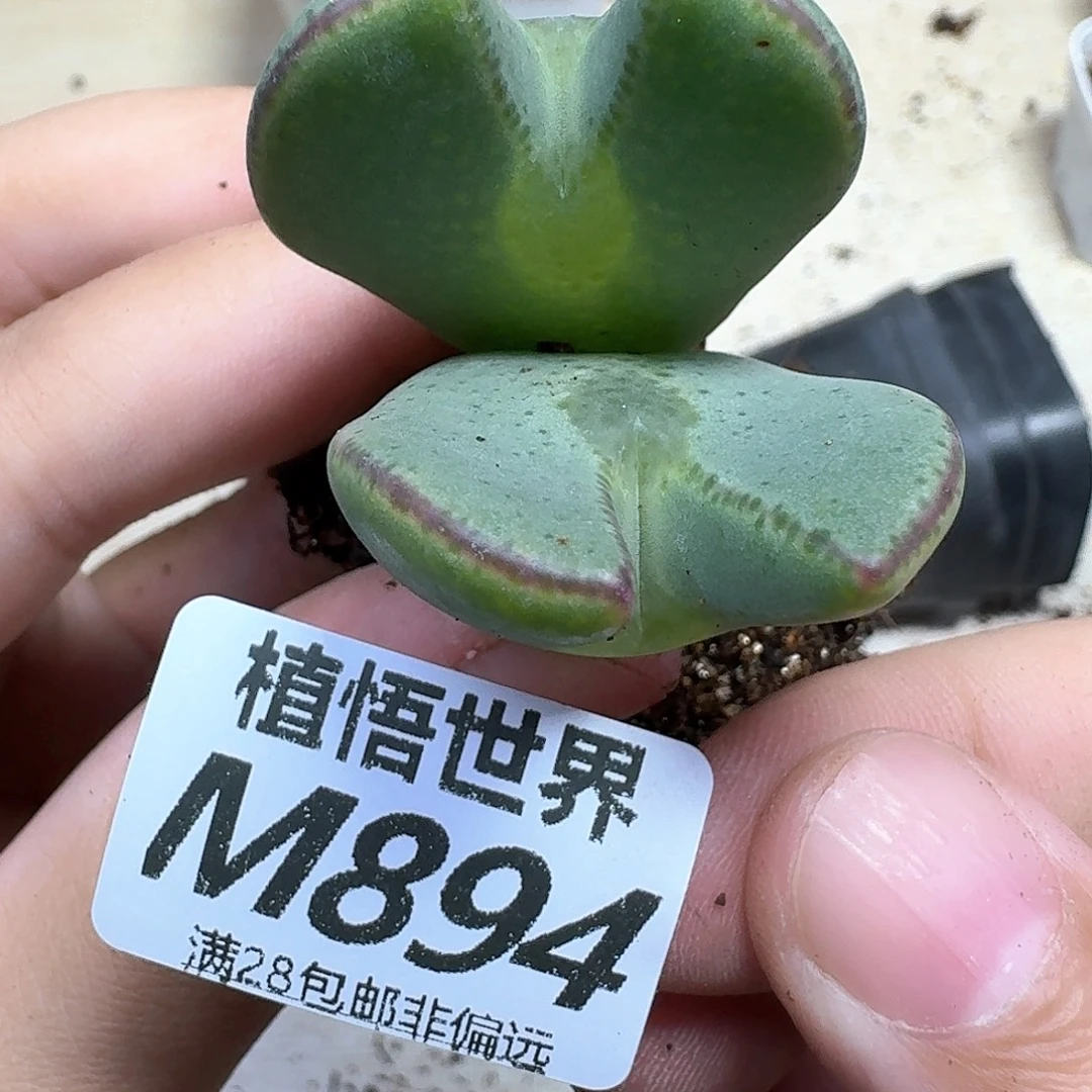 多肉植物的润泽地fd