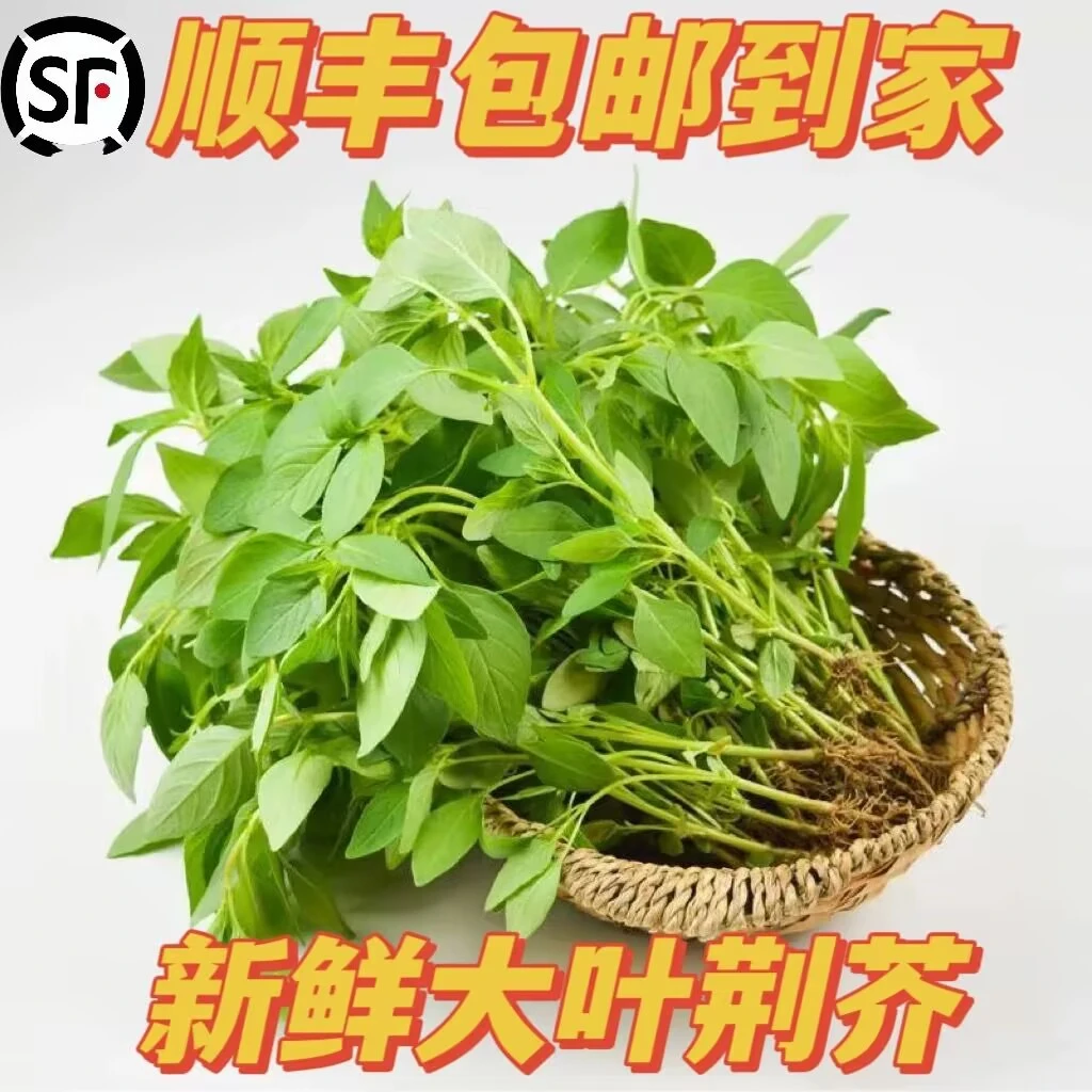 (顺丰)河南荆芥菜带根发新鲜农家菜河南蔬菜
