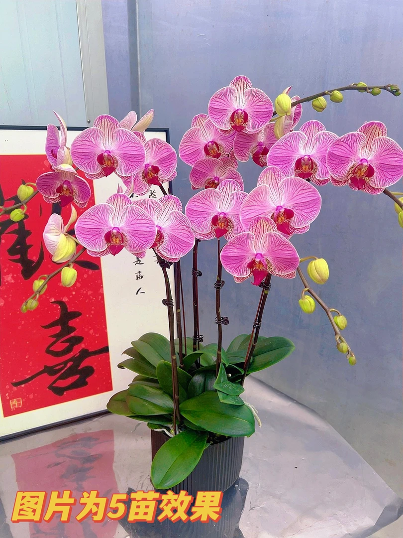 [东方美人06]3.0寸橘红线条纹路中大花型蝴蝶兰带花带花苞发货