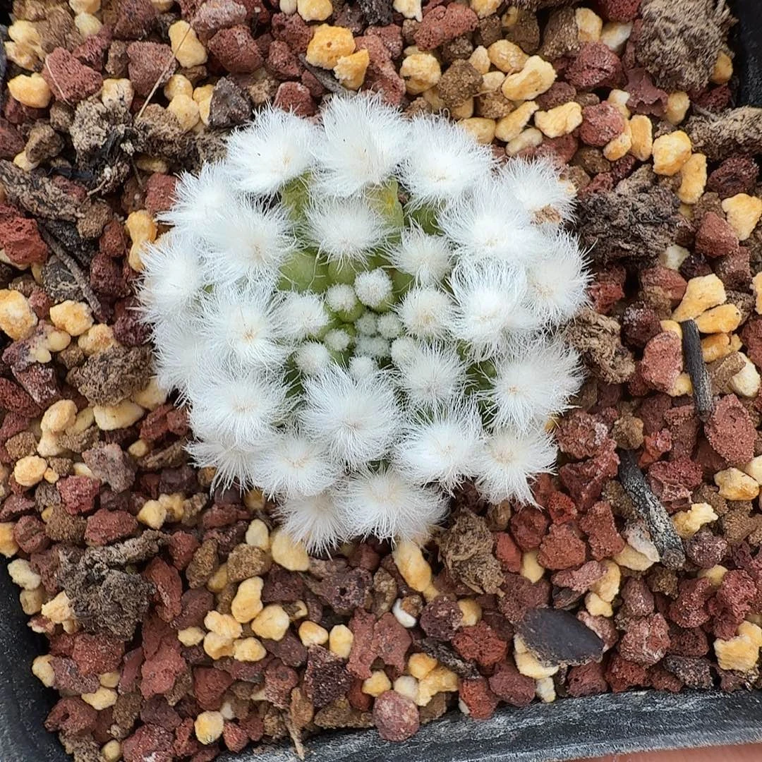 降落伞白星脱土发货