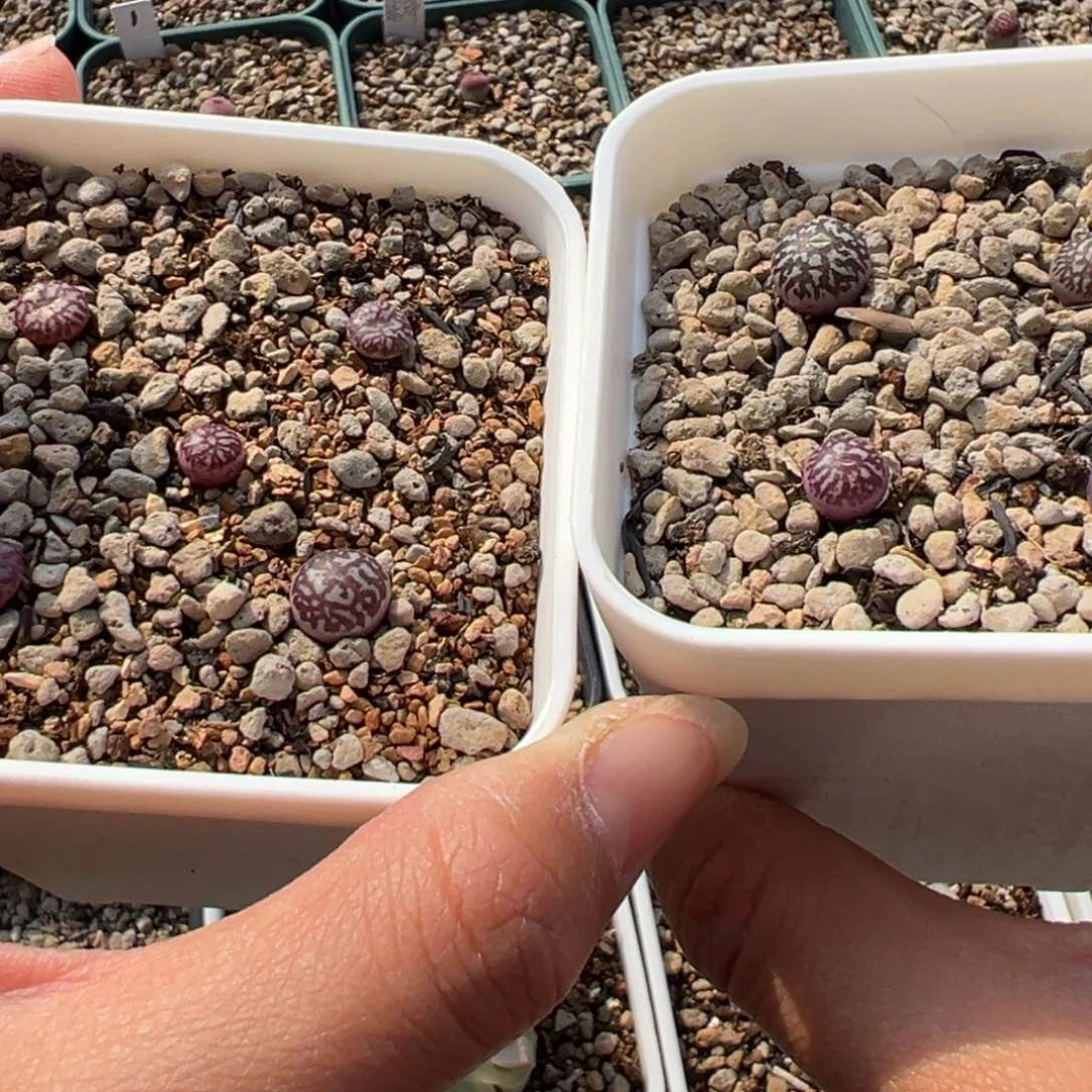 雒*打包价 打包打包带走多肉