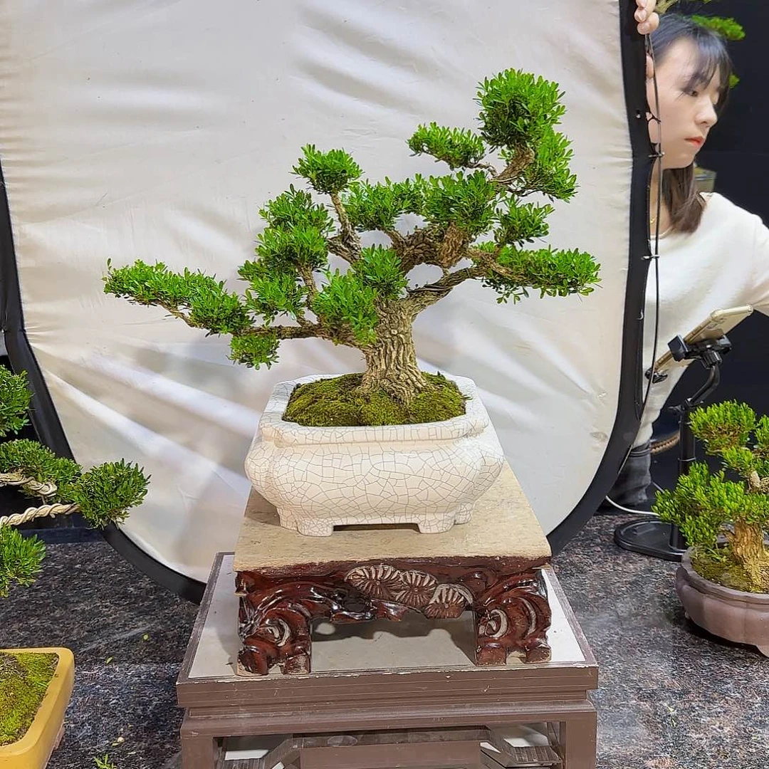 无花朵J****l高端黄杨产品系列
