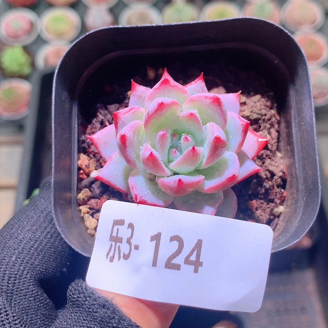乐然3-124 粉蓝鸟