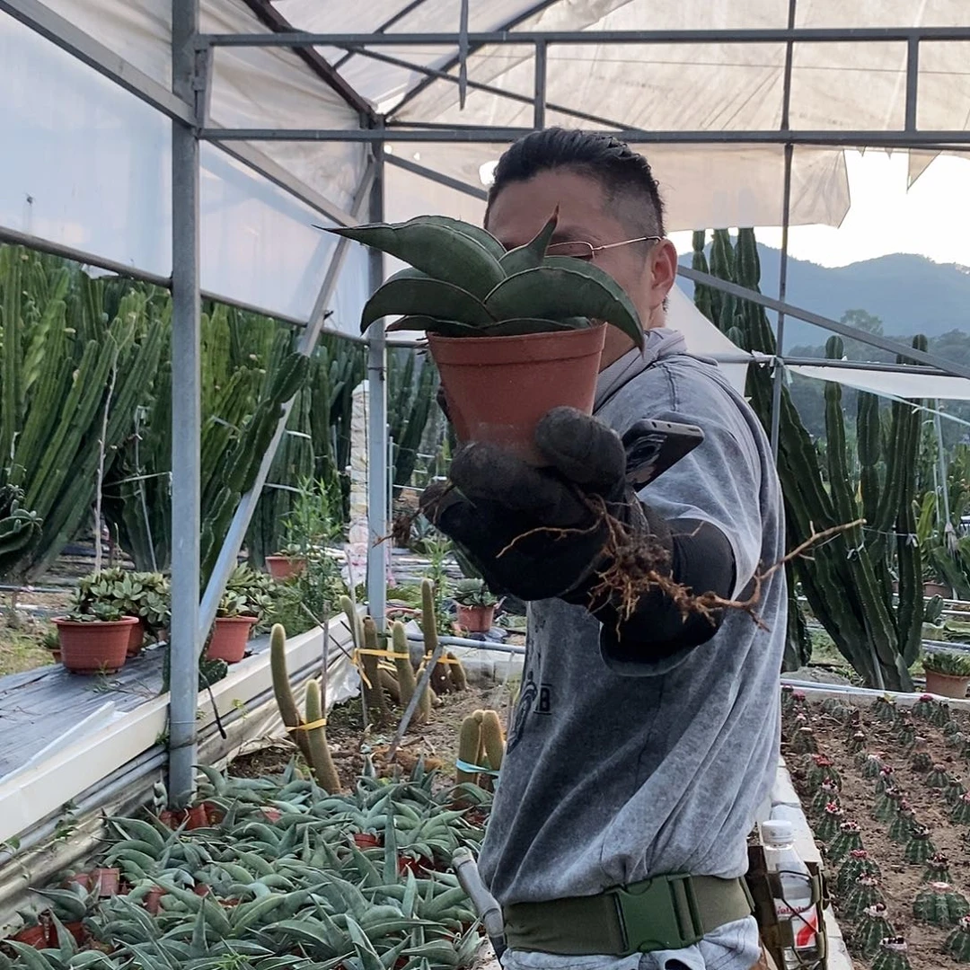 15公分香蕉虎皮兰。