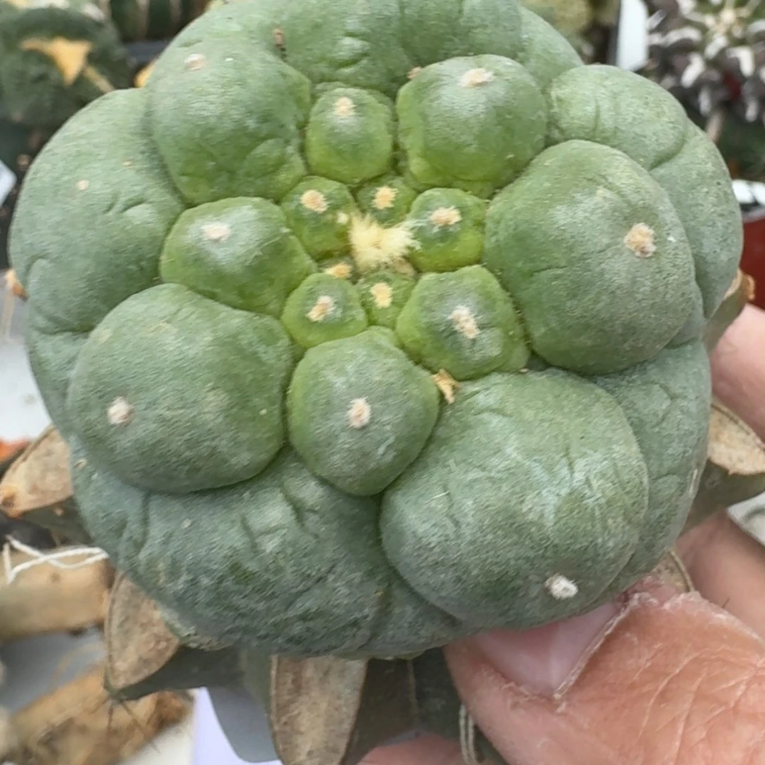 【闪购商品】酸*溜大尤鲜799