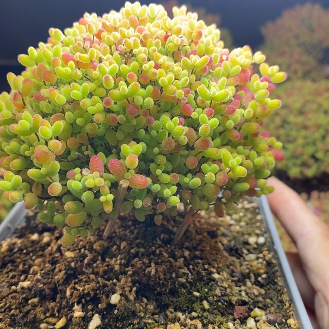 可***x235号蜜橘糖球枝干多肉