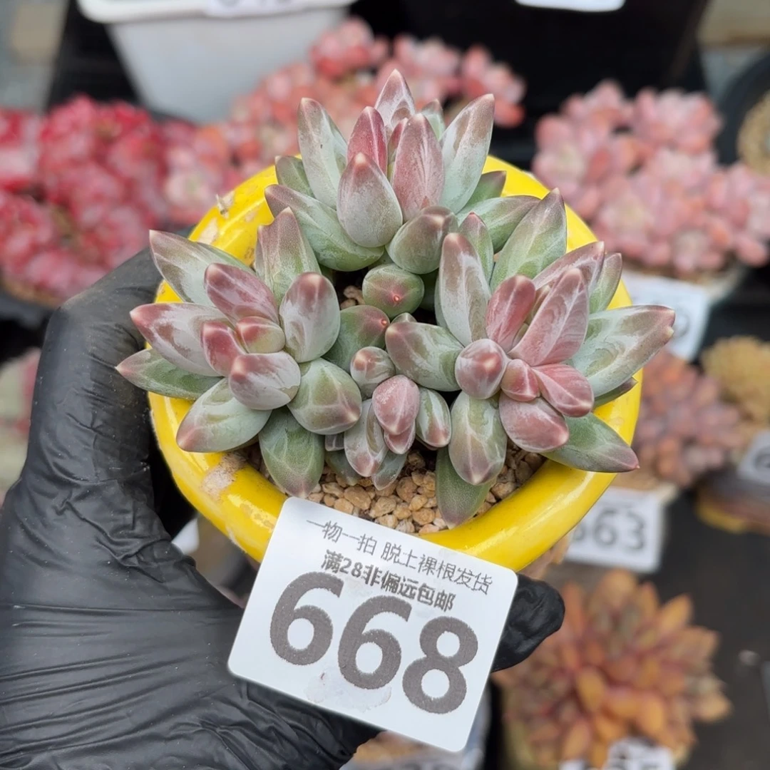 乌拉克拉无盆土发货