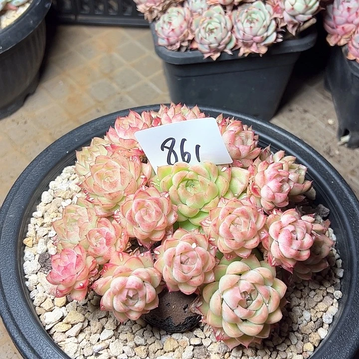 ?***糕861/////////////