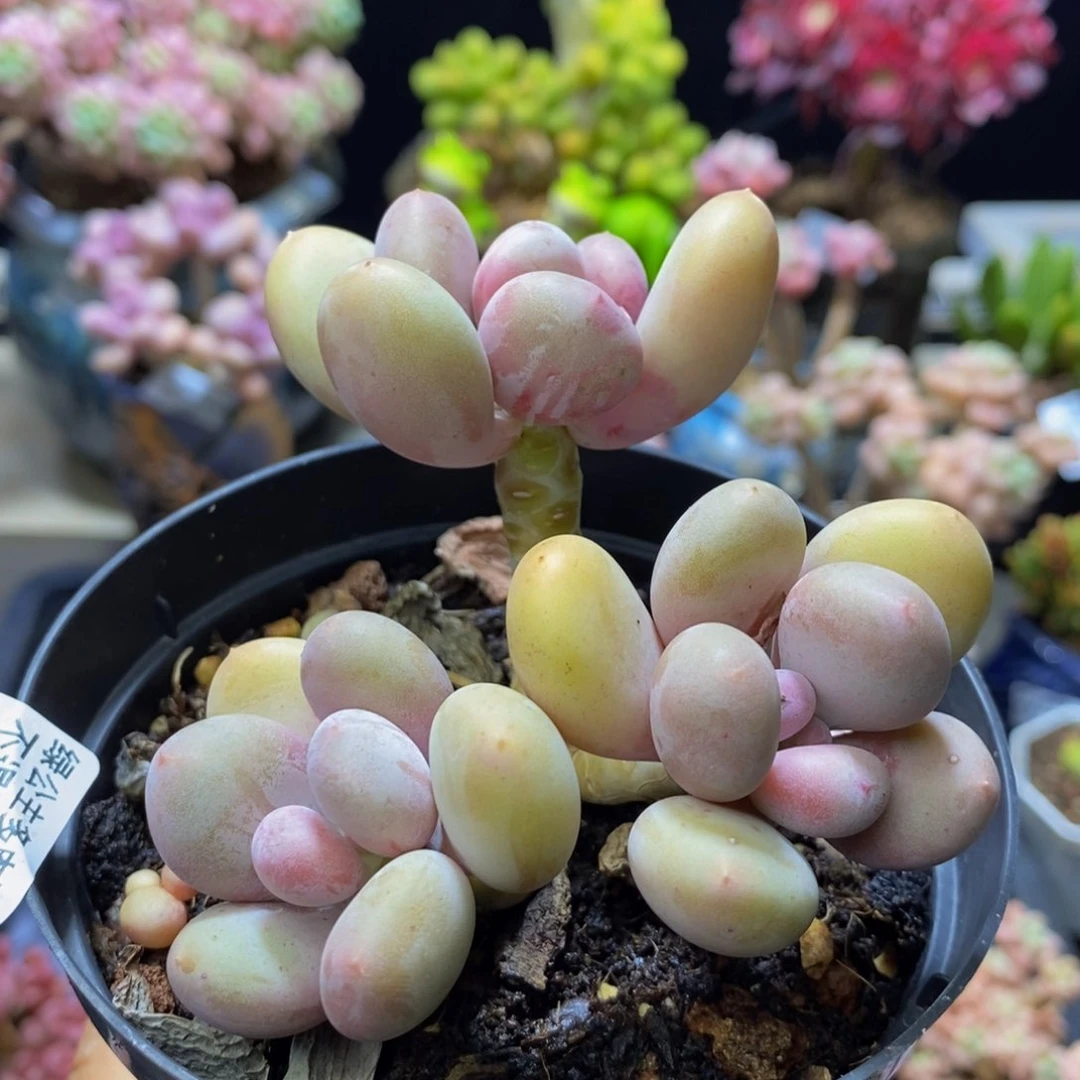 Z*e141 蛋黄有砍8 厘米