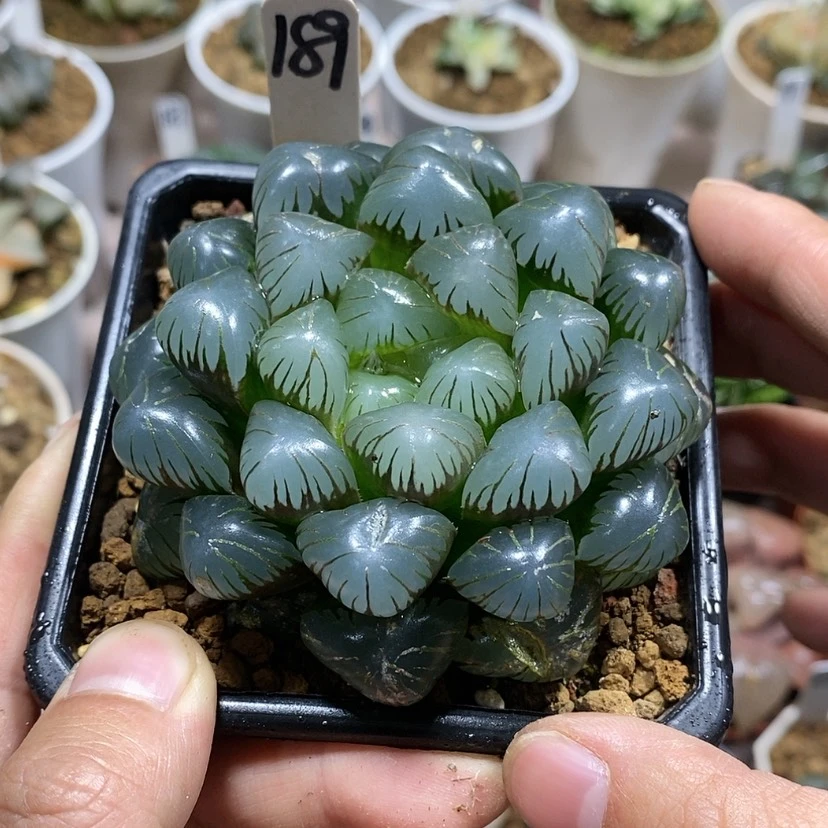 【闪购商品】189 ob母本