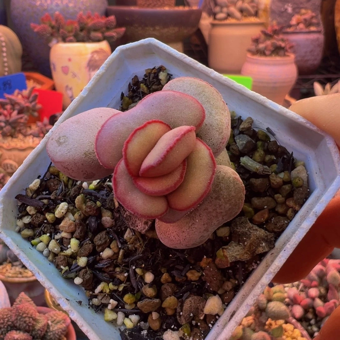 一组自拍，感谢支持