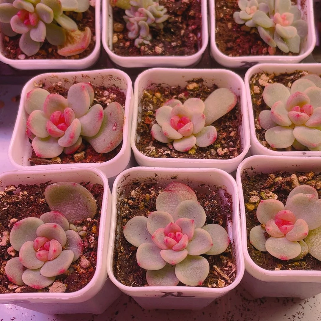 相柳状态盆一个满25包邮