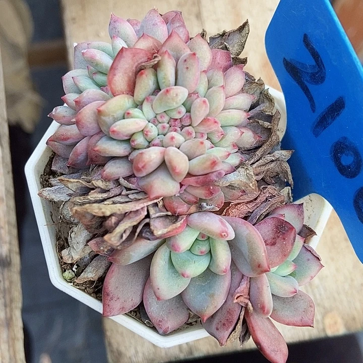 多肉植物凌雪缀2100
