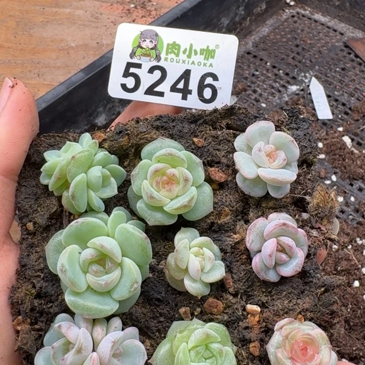 多肉植物多肉植物