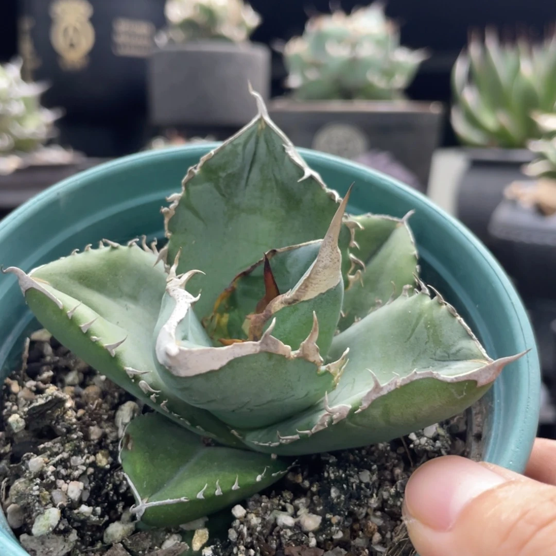 【闪购商品】大白鲨。