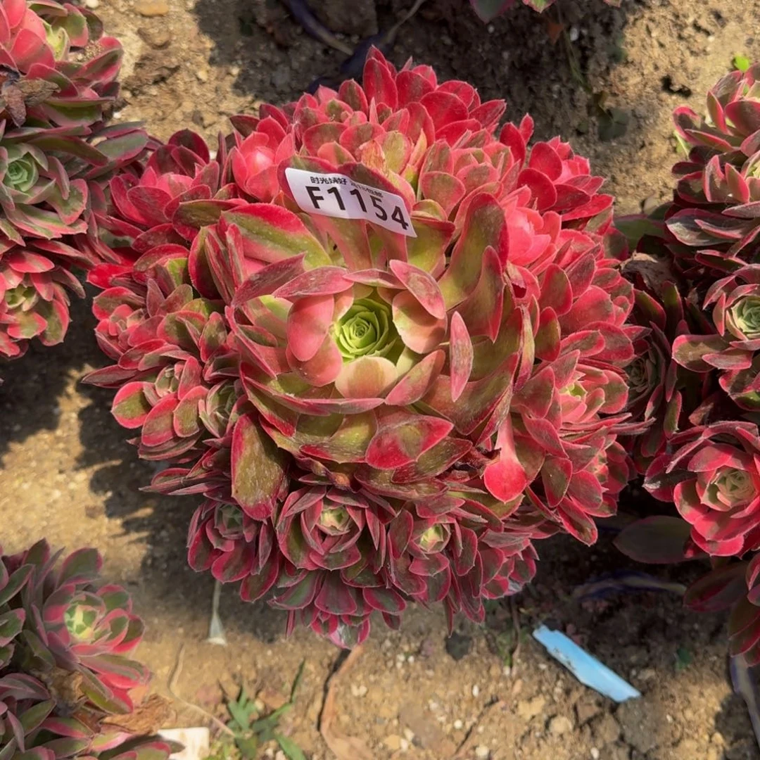 豆*1154妖月多肉植物
