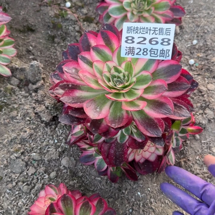 8268二号棚倾城多肉L