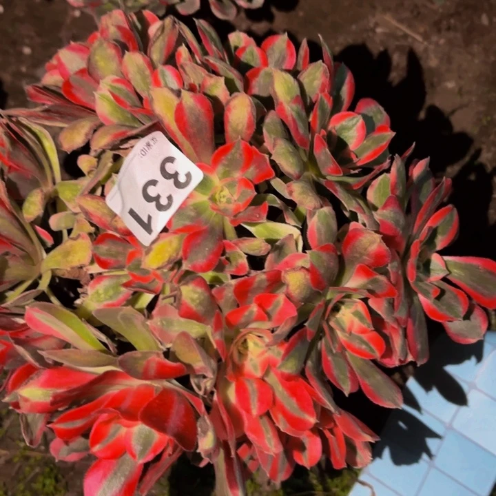 331男神多肉植物不售后砍头老桩