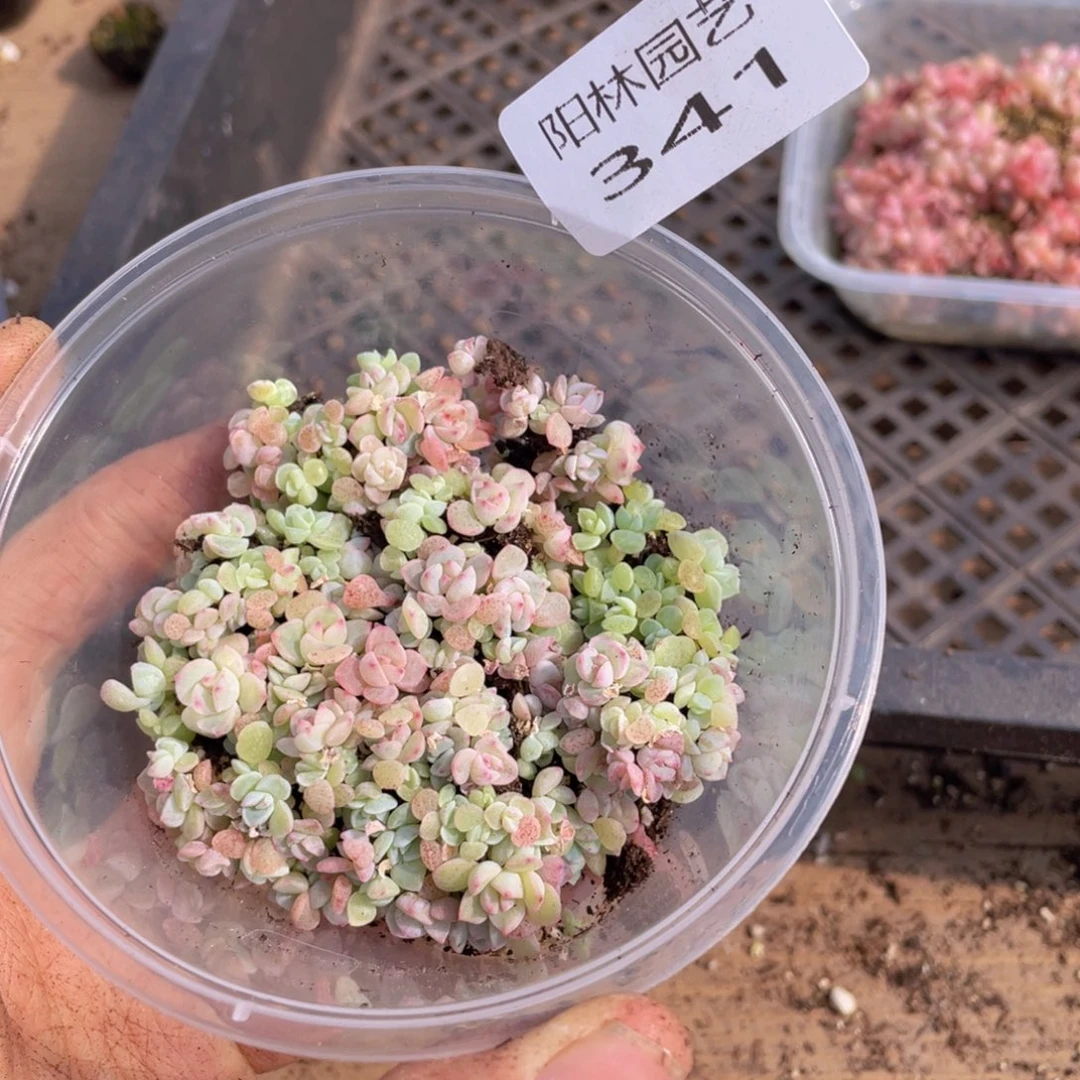 多肉植物多肉植物341