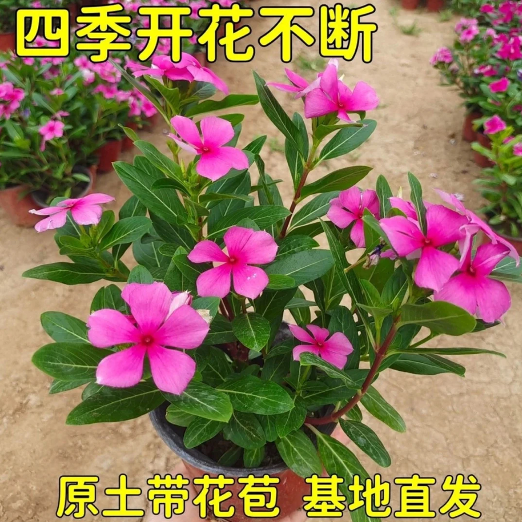 木本天天开长春花（到家不可立即换盆，运输掉花落叶介意勿拍）