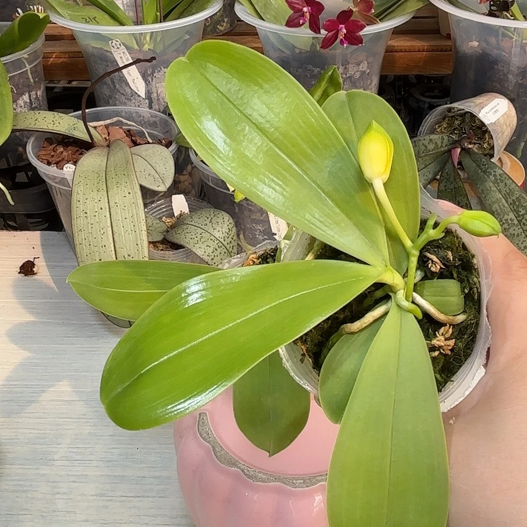 马***薯大部分开放少量花苞