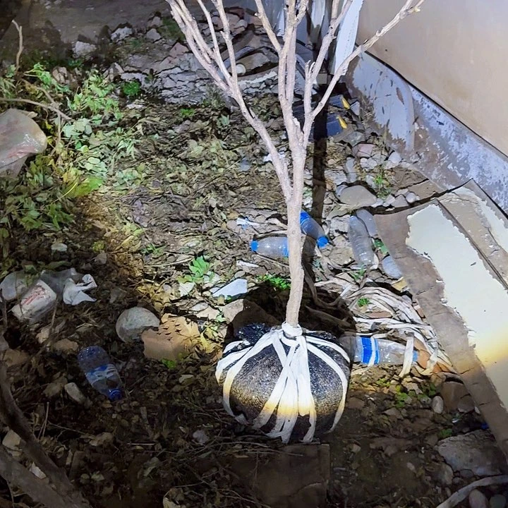 完全开放悠**律牡丹