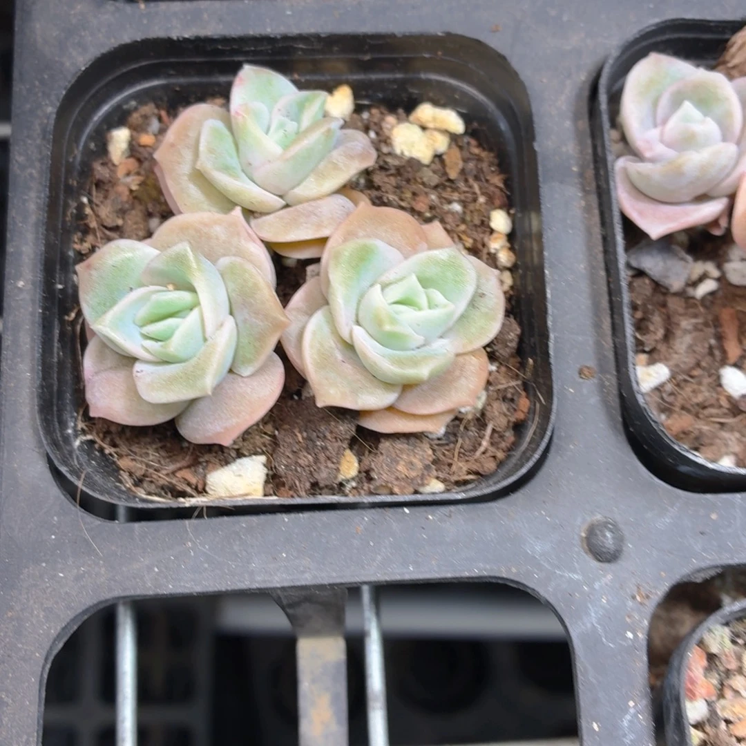 可爱玫瑰多肉9.9包邮发货