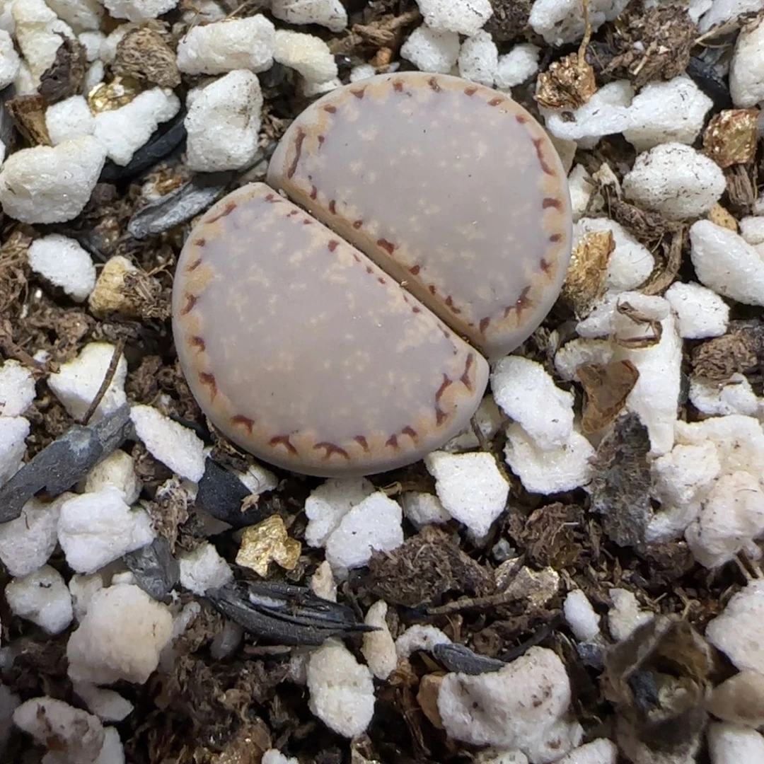 11.5 .1621.6糖霜饼干. 9003