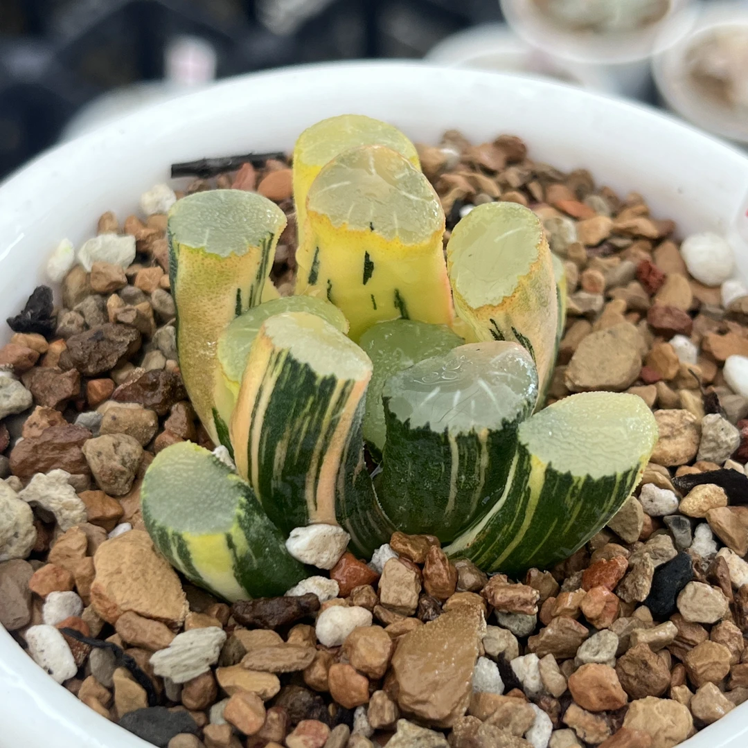 699实生万象锦/多肉植物一物一拍带盘发货