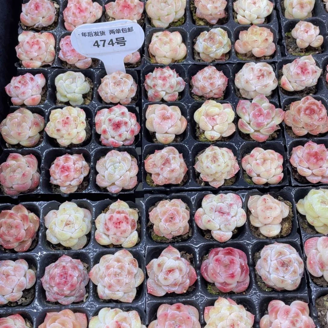 474号冰透樱花冰魄单头九个