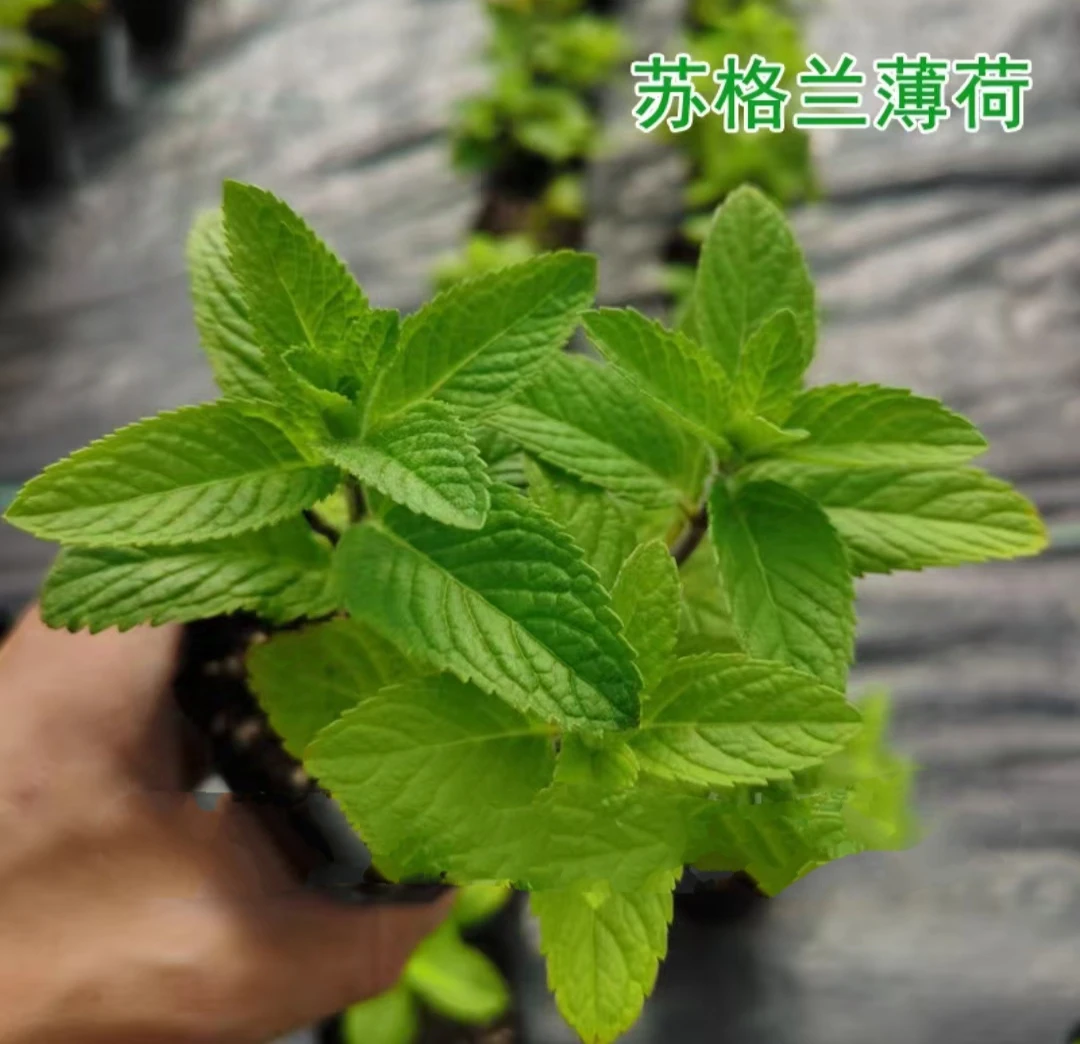 绿箭味道苏格兰薄荷