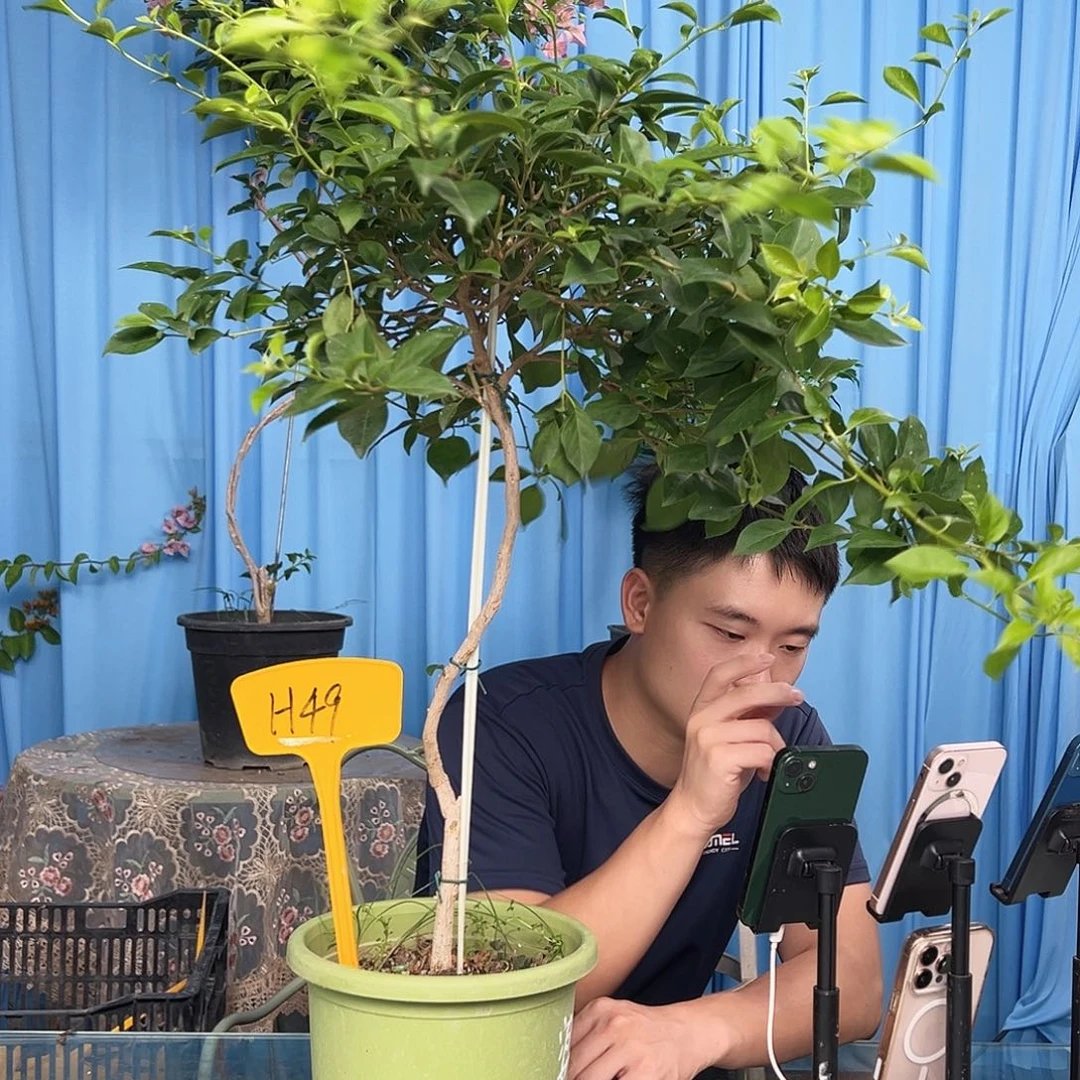 花***落当前无花栽培后可以开花H49婆罗洲樱花