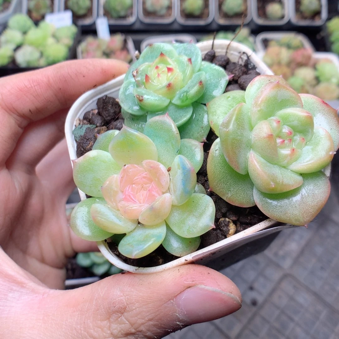 无花朵E98yyyyyyyyy