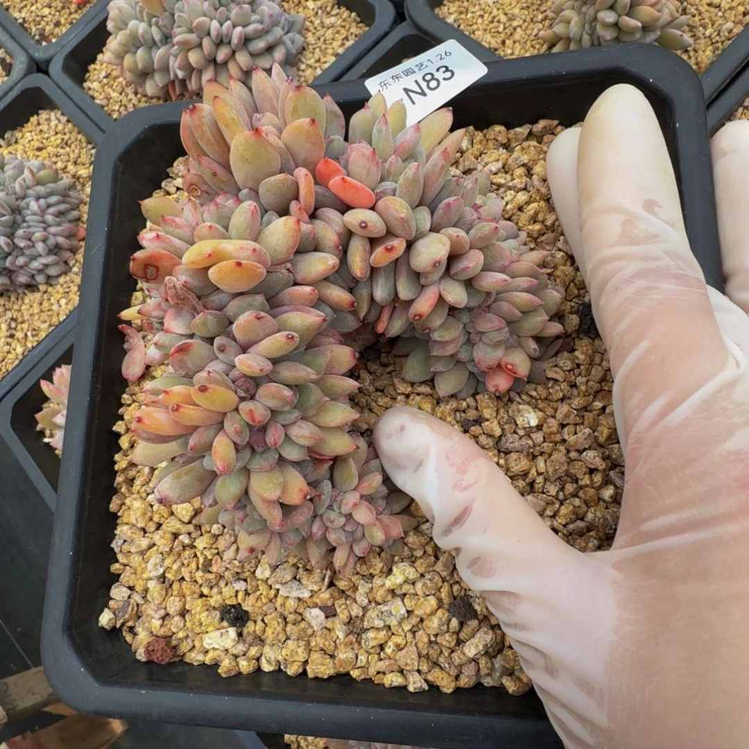 n n n n n n n n 83