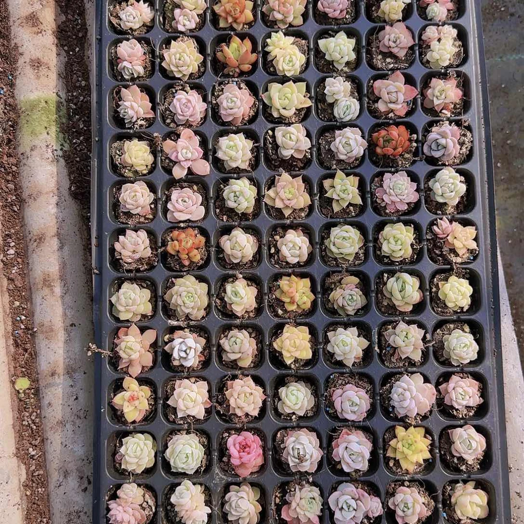 直播一物一拍多肉41