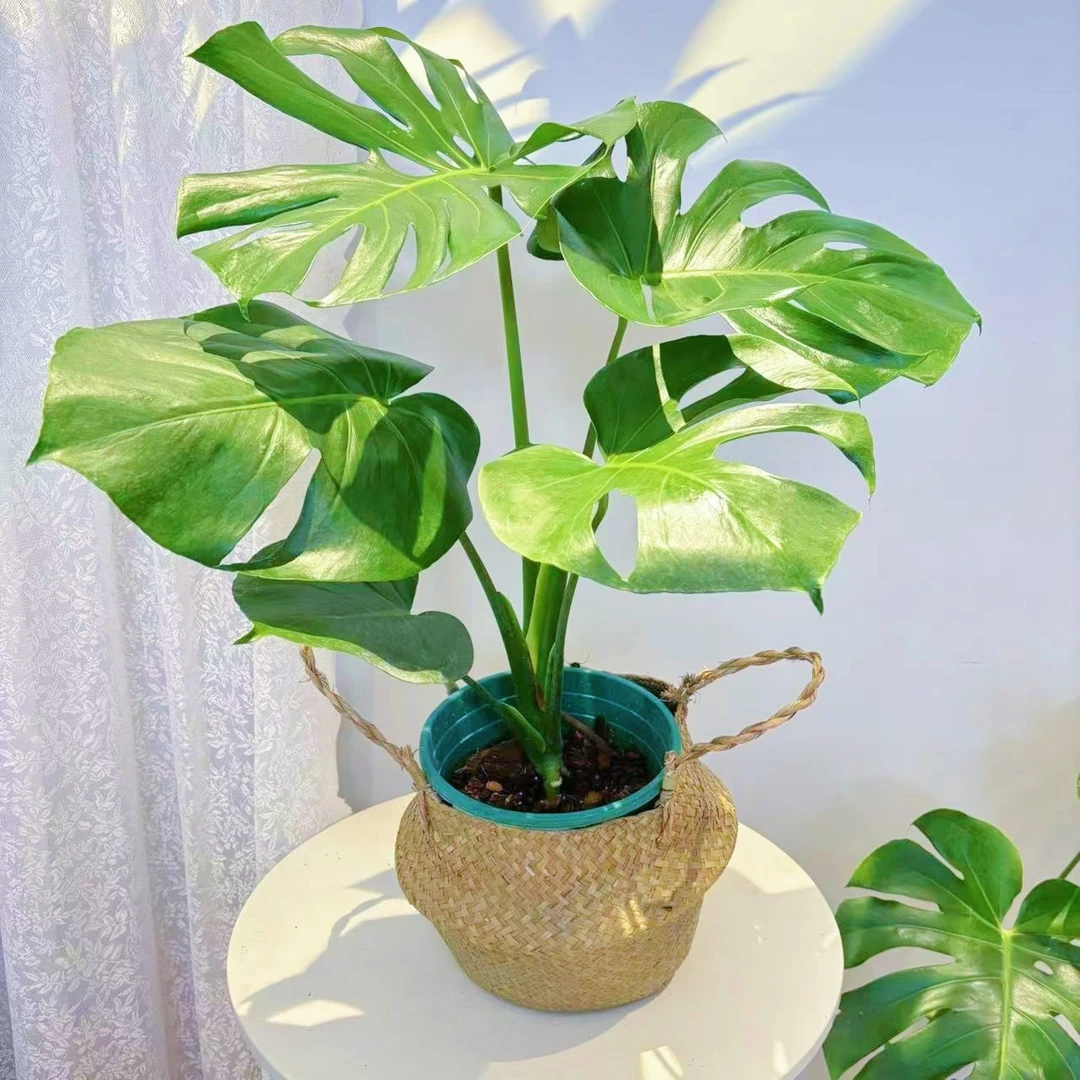 小老桩龟背竹室内耐荫植物净化空气绿植卧室盆栽