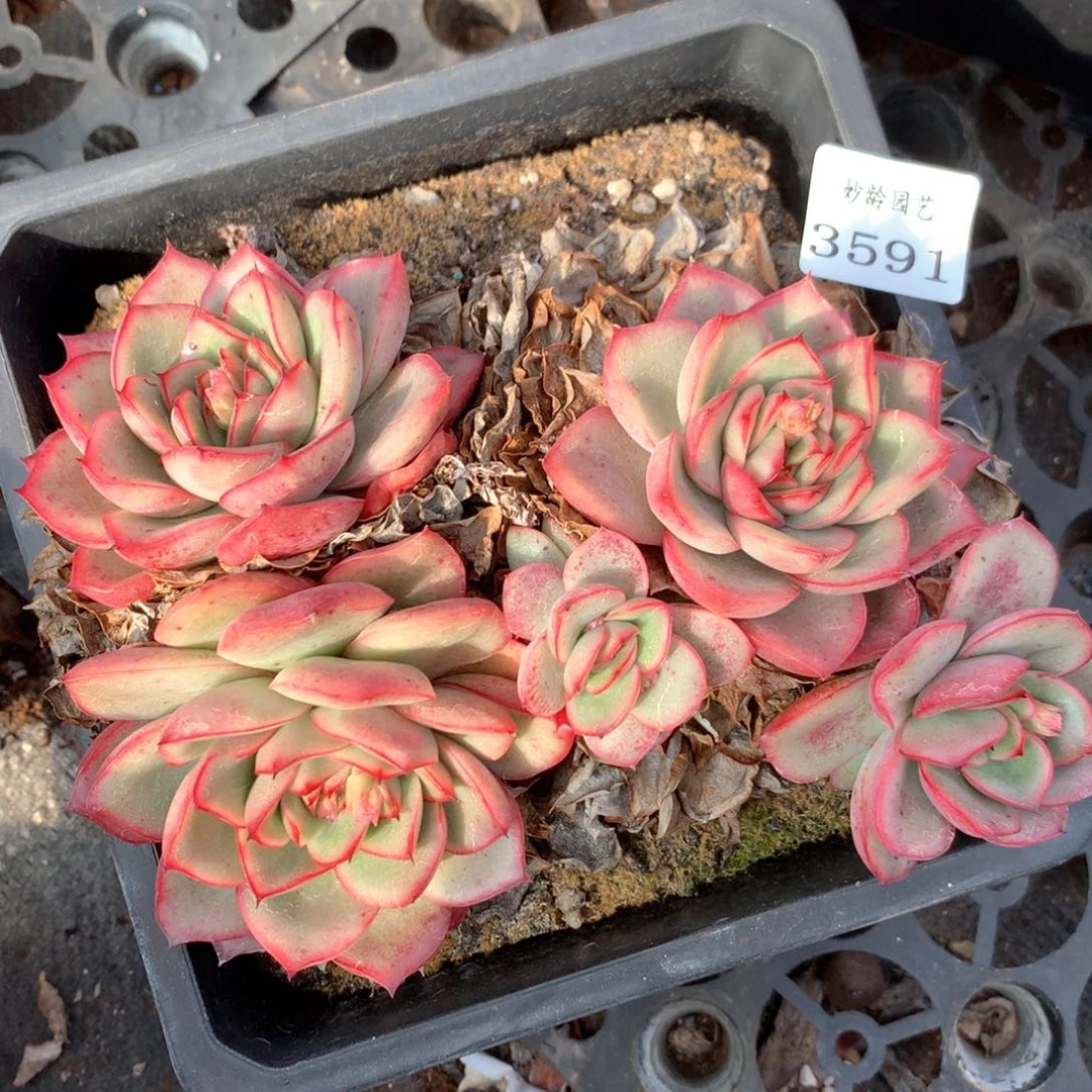 3591不包整散掉头不售后