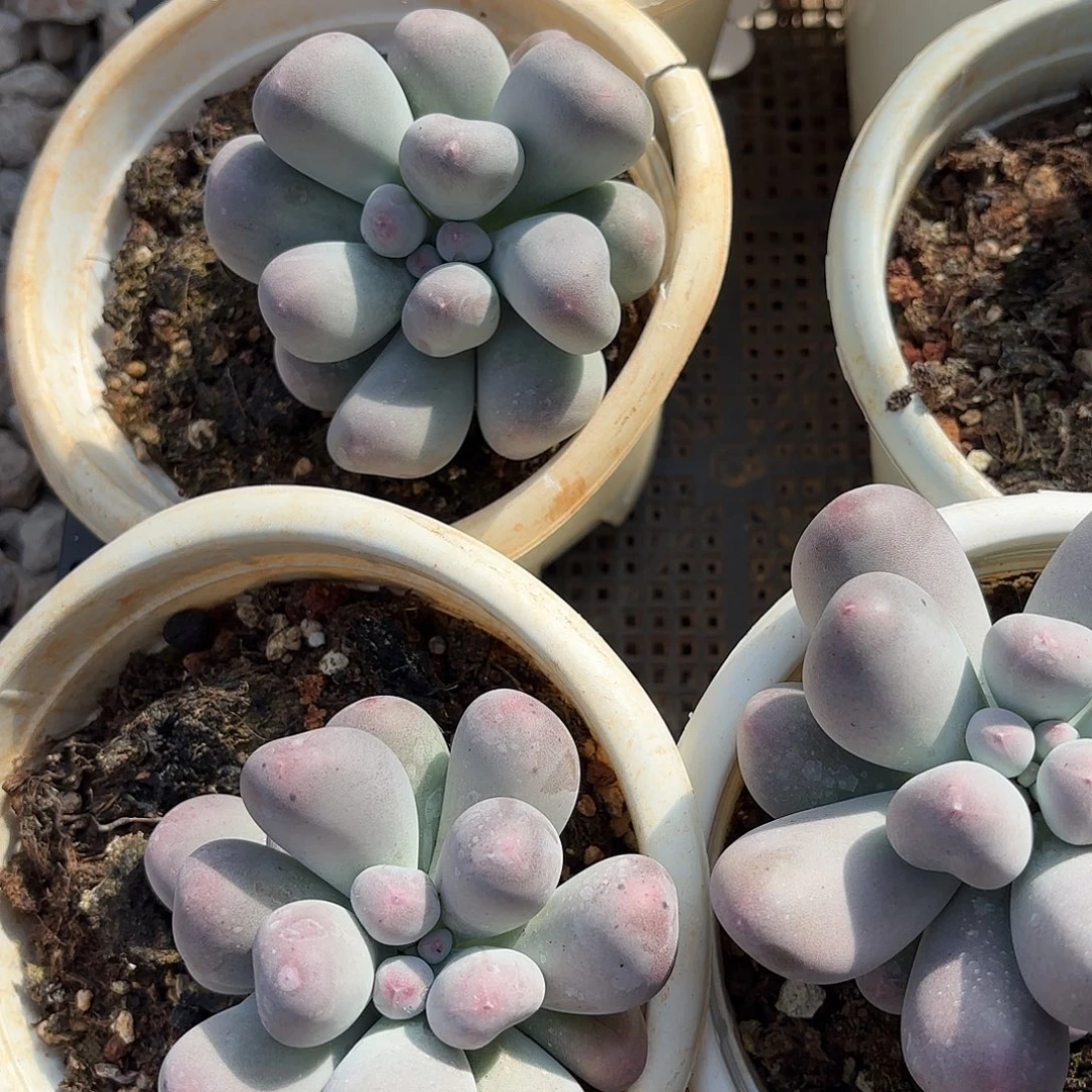 米可奶超胖陈专拍