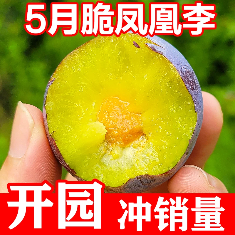 【开园冲量】四川五月脆凤凰李新鲜现摘脱骨李子脆甜水果新鲜水果