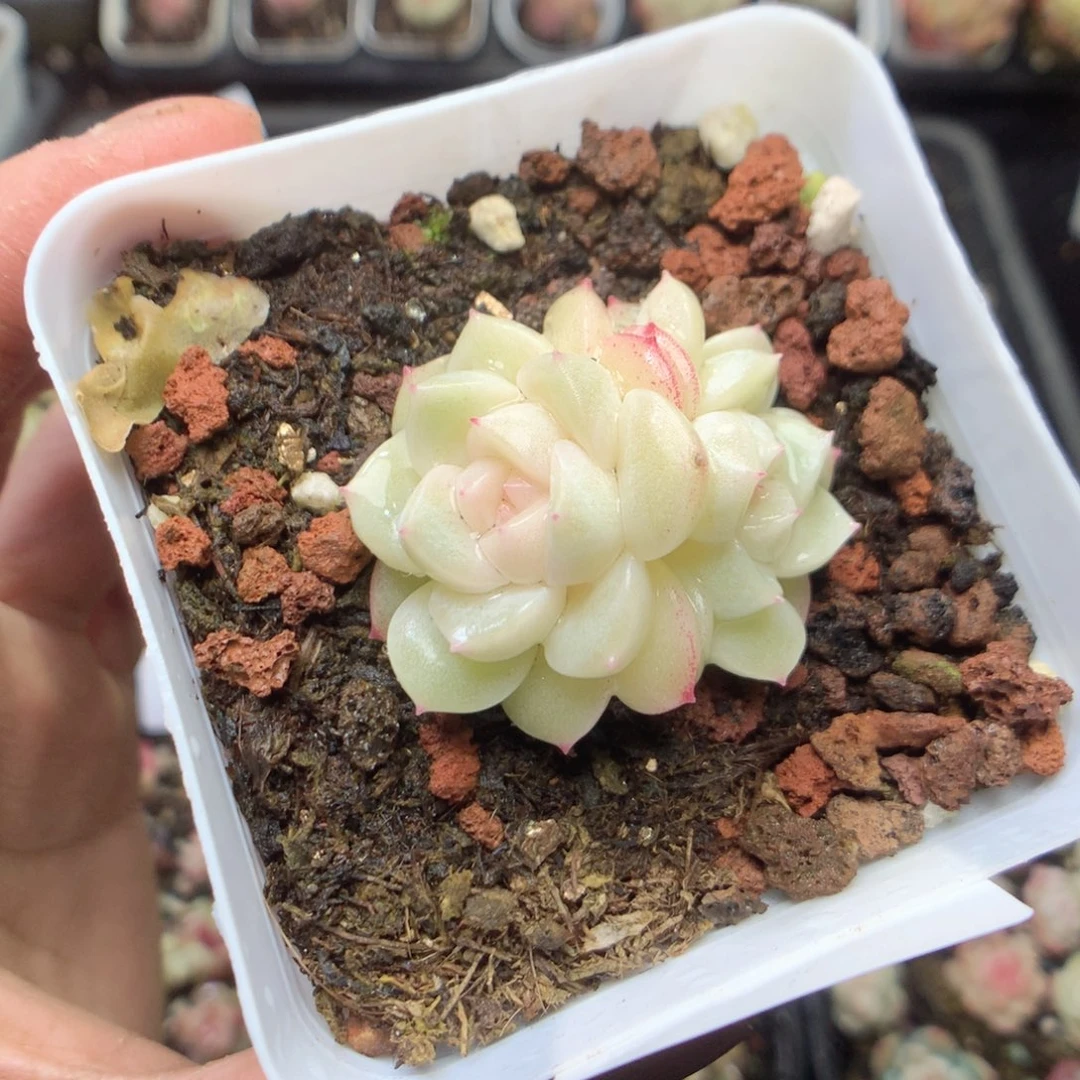 W10。财富密码yyyyy