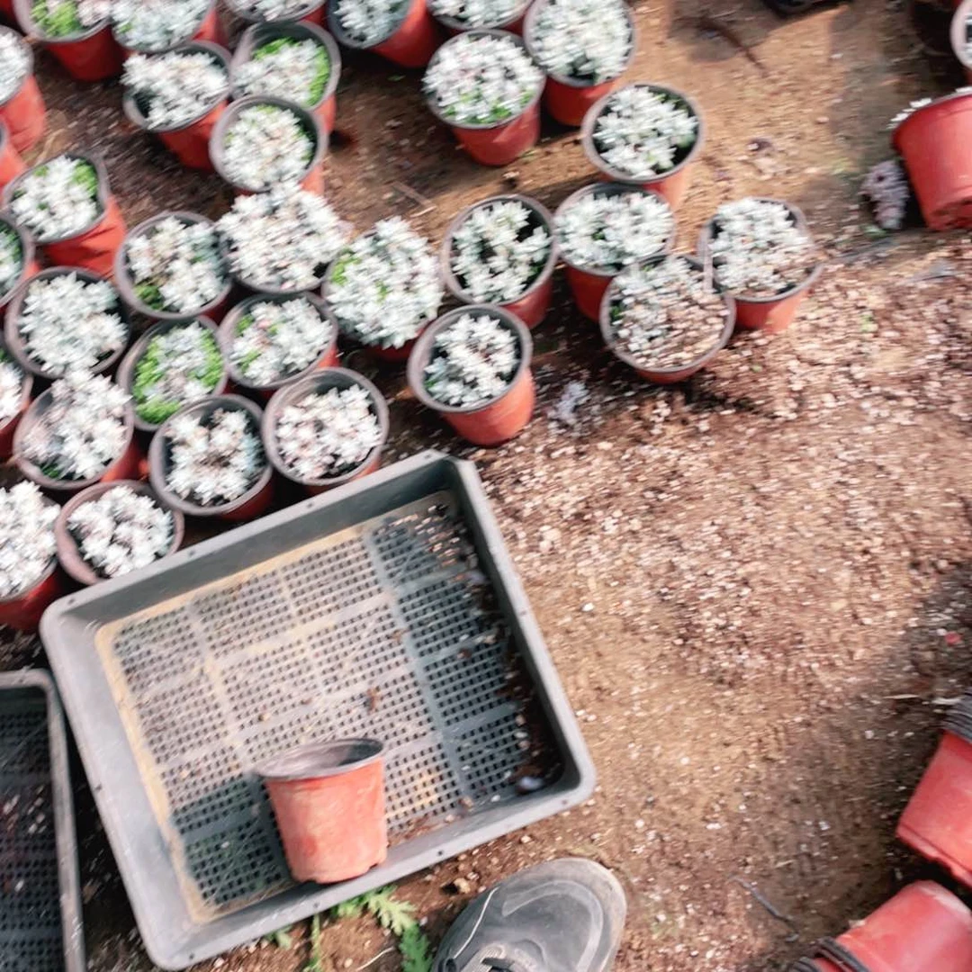 白菊不包整一筐一物一拍